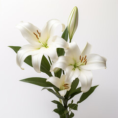 Fototapeta premium Lily, white background, professional photo сreated with Generative Ai