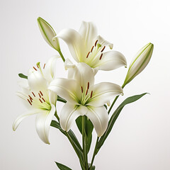 Obraz premium Lily, white background, professional photo сreated with Generative Ai
