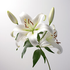 Fototapeta premium Lily, white background, professional photo сreated with Generative Ai