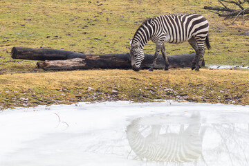 Fototapeta na wymiar Grant's zebra (Equus quagga boehmi) 