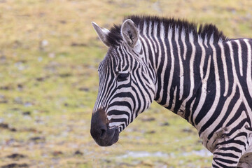 Grant's zebra (Equus quagga boehmi) 