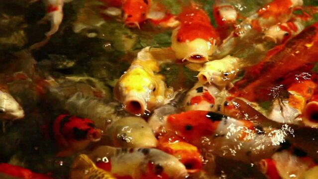 Close-up of a goldfish on the surface of the water.


