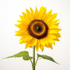 Fototapeta premium Sunflower, white background, professional photo сreated with Generative Ai