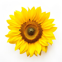 Fototapeta premium Sunflower, white background, professional photo сreated with Generative Ai