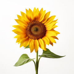 Fototapeta premium Sunflower, white background, professional photo сreated with Generative Ai