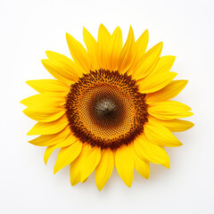 Sunflower, white background, professional photo сreated with Generative Ai
