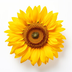 Fototapeta premium Sunflower, white background, professional photo сreated with Generative Ai