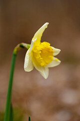 Fototapeta na wymiar close up of a narcissus flower in spring