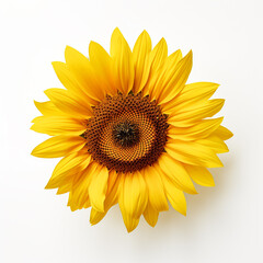 Fototapeta premium Sunflower, white background, professional photo сreated with Generative Ai