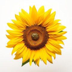 Fototapeta premium Sunflower, white background, professional photo сreated with Generative Ai