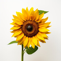 Obraz premium Sunflower, white background, professional photo сreated with Generative Ai