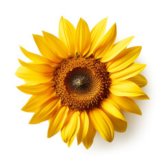 Fototapeta premium Sunflower, white background, professional photo сreated with Generative Ai