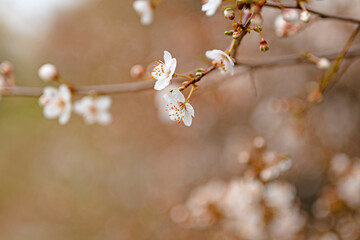 picture of white plum flowers in springtime