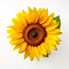 Fototapeta premium Sunflower, white background, professional photo сreated with Generative Ai