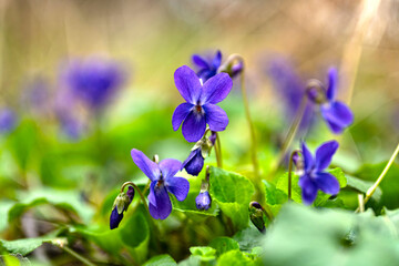 beautiful violet flowers in the wood