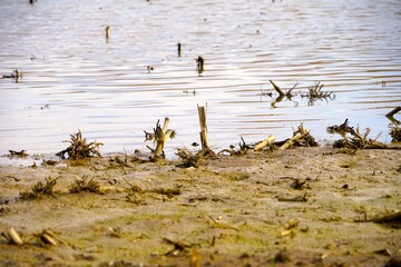 Water flooded farmland due to continuous rain, flooding, agriculture, heavy rain, erosion, losses,...