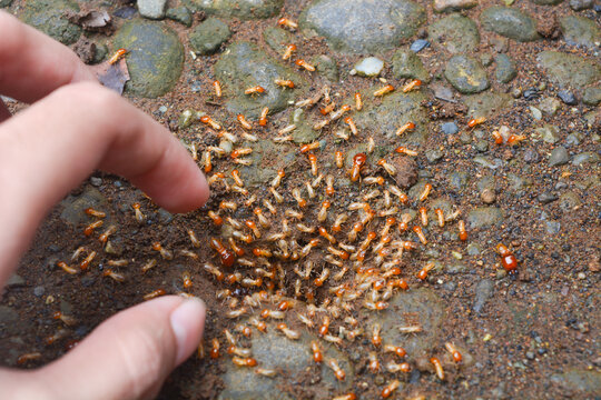 The termite on the ground is searching for food to feed the larvae in the cavity.