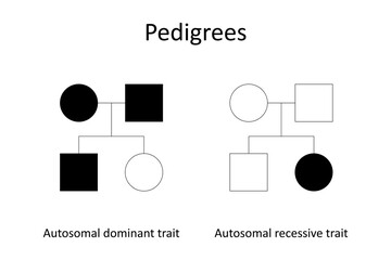Pedigrees. Autosomal dominant trait and abtosomal recessive traite.
