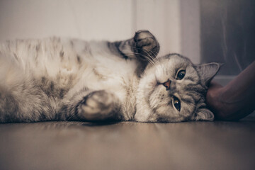 Lazy funny lovely fluffy cat lying on wooden floor. Gray tabby cute kitten with beautiful eyes relaxing on window sill. Pets, pet care, good morning, sleep concept. Friend of human..