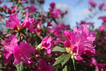 Magenta colored azalea that blooms very early (it is early March)
