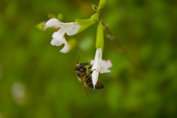 Fototapeta premium les petits insectes de notre jardin