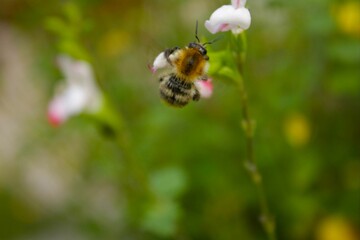 les petits insectes de notre jardin