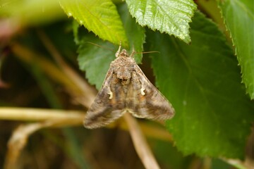 les petits insectes de notre jardin