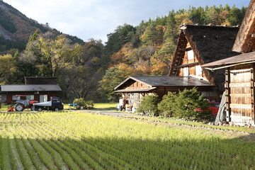 Fototapeta na wymiar Traditional and Historical Japanese village Shirakawago in Gifu Prefecture Japan. High quality photo