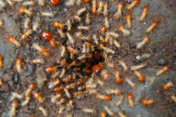 The termite on the ground is searching for food to feed the larvae in the cavity.