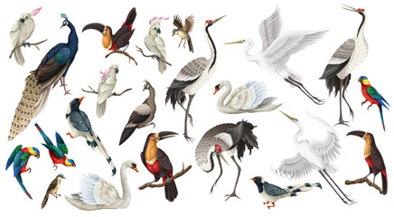 Biggest birds set in realistic style, high quality detail. Vector. - 755116837