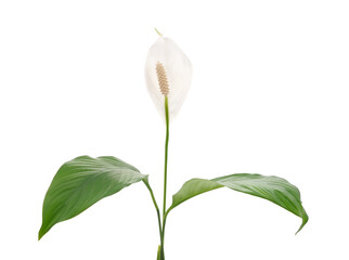 White spatifilum and leaves.