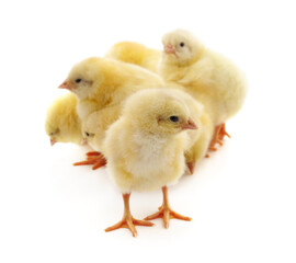 Group of yellow little chickens.
