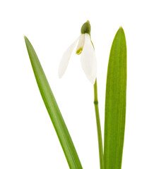 One white snowdrop with leaves.