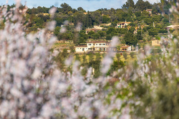 Blossoming almond trees in a rural landscape with mediterranean cottages and fincas in Majorca, Mallorca, Balearic Islands, Spain, Europe