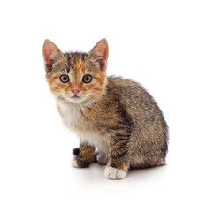 Multicolored kitten sitting.