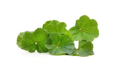 Green leaves of malva.