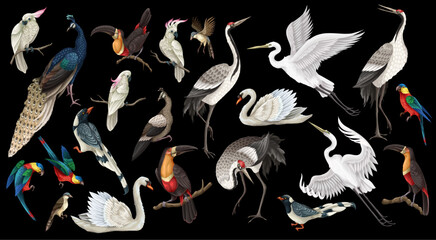 Biggest birds set in realistic style, high quality detail. Vector. - 755117232
