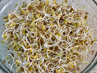 Fenugreek sprouts microgreens in a glass bowl on the table. Concept of diet, vegan, healthy products. Close up