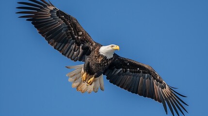the bald eagle flying in the sky proudly, american bald eagle