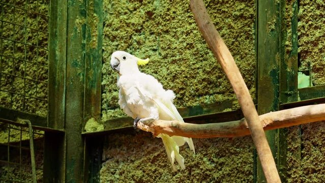 white parrot 10bit 4k 60fps