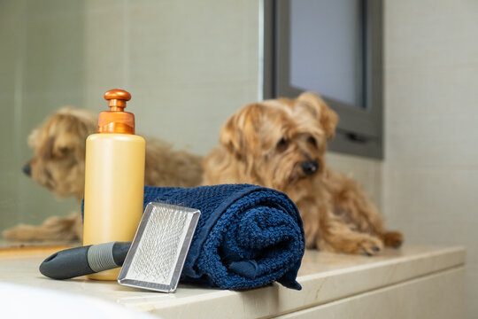 detail of dog grooming kit with a small light brown dog out of focus in the background. There is a towel, shampoo and brush for proper hygiene and care of your pet.