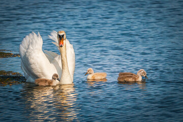 Mother  Mute Swan (Cygnus olor) swims gracefully on the lake  with her baby cygnets