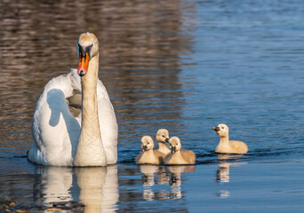Mother  Mute Swan (Cygnus olor) with her baby cygnets swimming on the lake