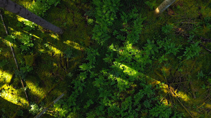 Aerial view sunny forest floor with fern plant.