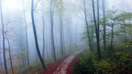 Magic fall season foggy forest road. - 755120418