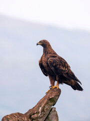 A majestic golden eagle in Spain.