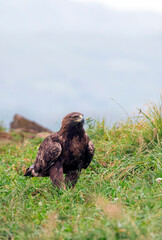 A majestic golden eagle in Spain.