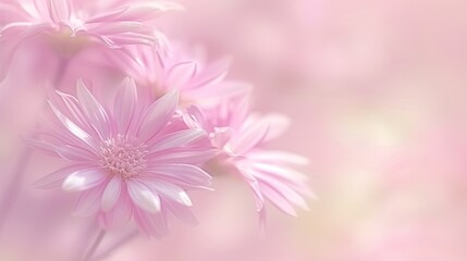 Fototapeta premium a close up of a pink flower on a blurry background with a blurry image of the center of the flower.
