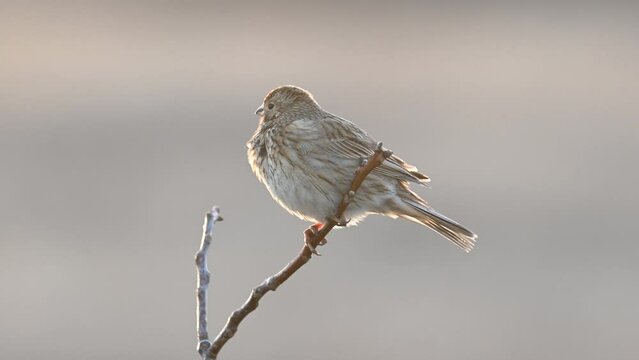 Corn bunting on branch, miliaria calandra. Close up. Slow motion.