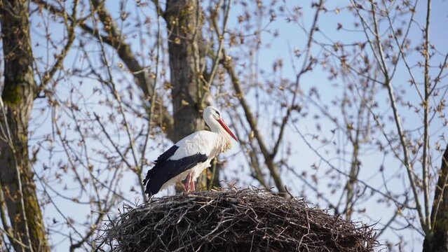 Storch wartet im Nest